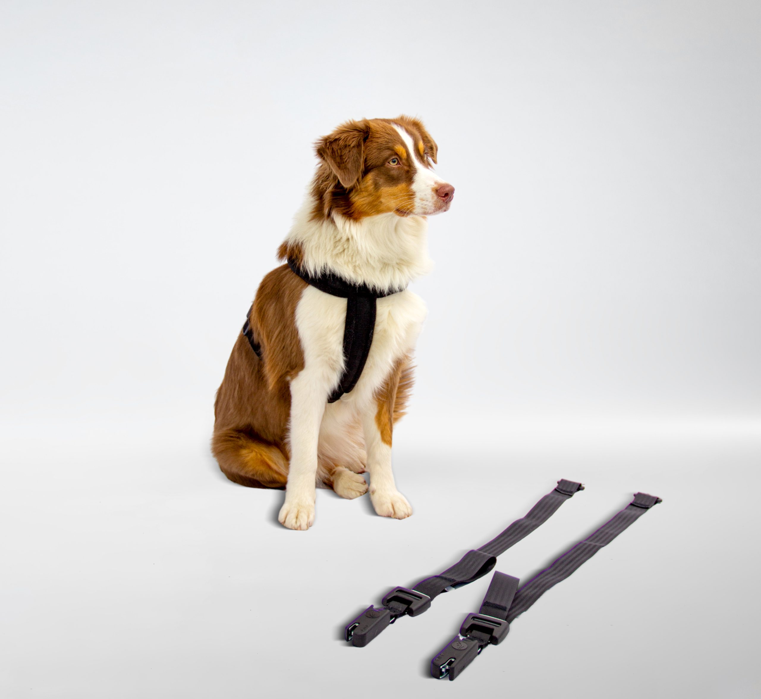 DoggySafe - Hunde Autositz mit Sicherheits-Gurtsystem für kleine Hunde