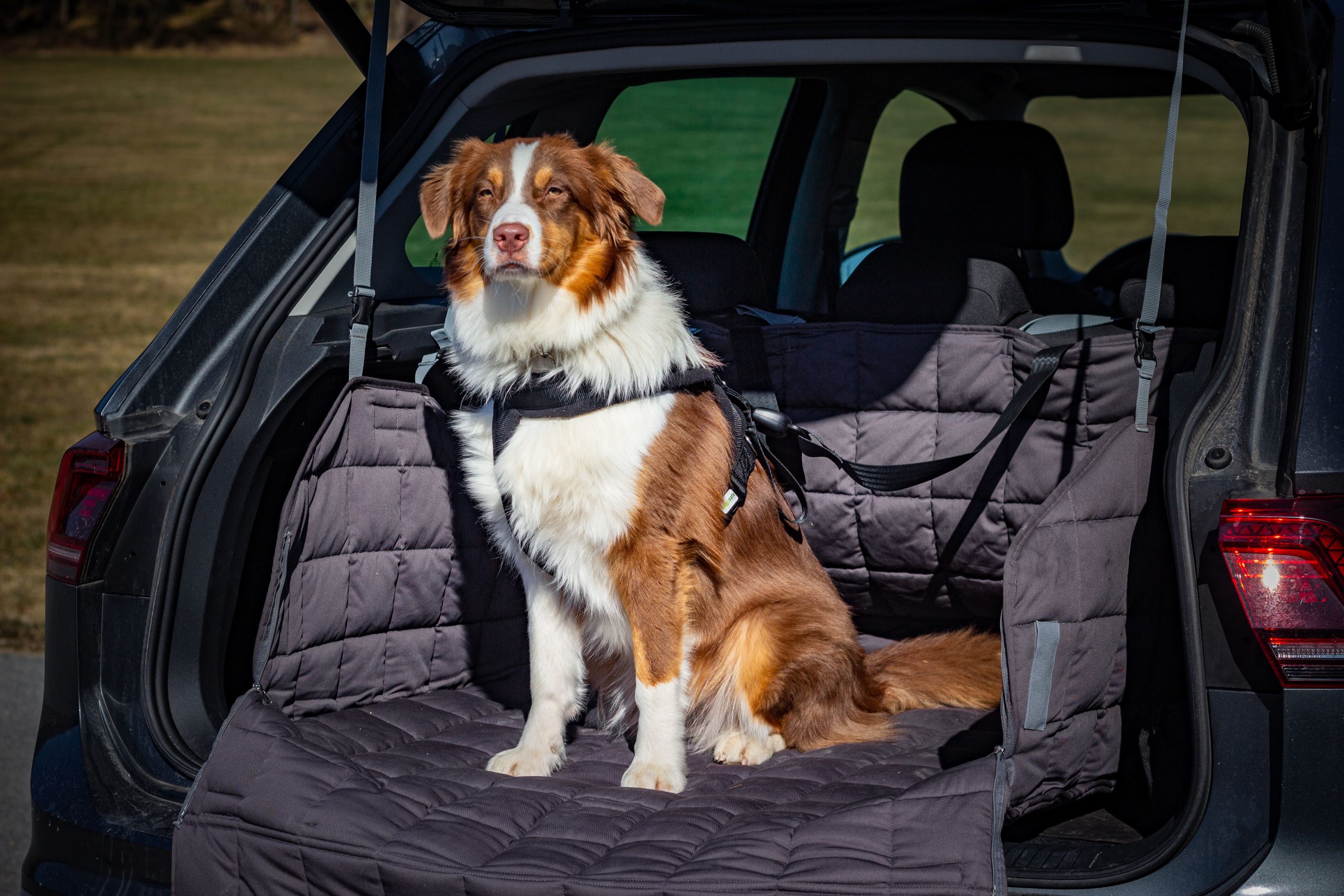 DOGMONDO Auto-Sicherheitsgurt 3-in-1 für Hunde mit Rückdämpfung (Ansc,  14,95 €