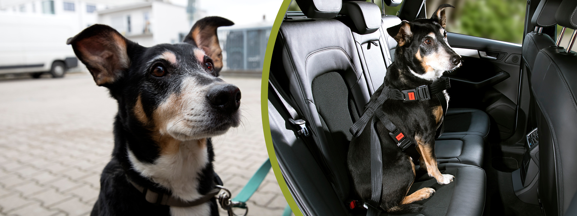 Sicherheitsgurt für große Hunde Komfort &amp; Sicherheit für Hunde im Auto