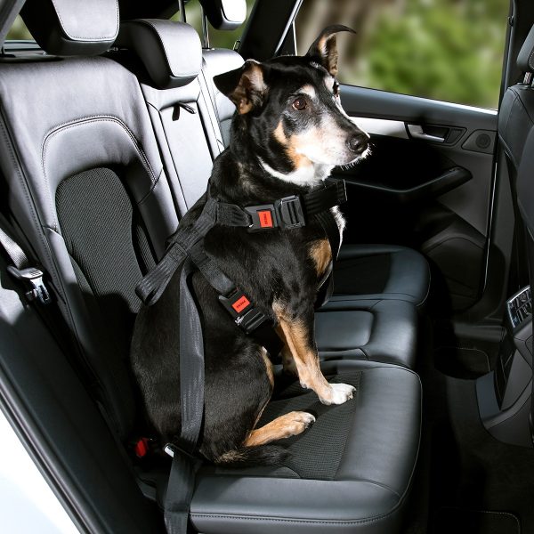 DoggySafe - Hunde Sicherheitsgurt - Darstellung im Auto