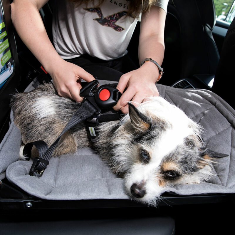 DoggySafe - Hunde Autositz - Gurtsystem Funktion