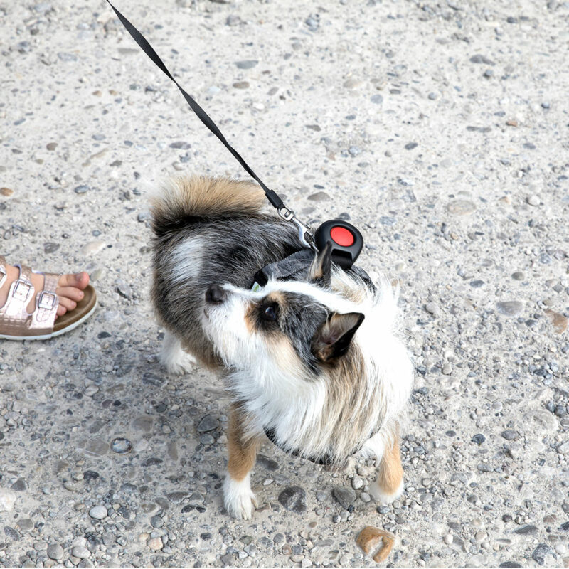 DoggySafe - Hunde Autositz - Gurtsystem Funktion