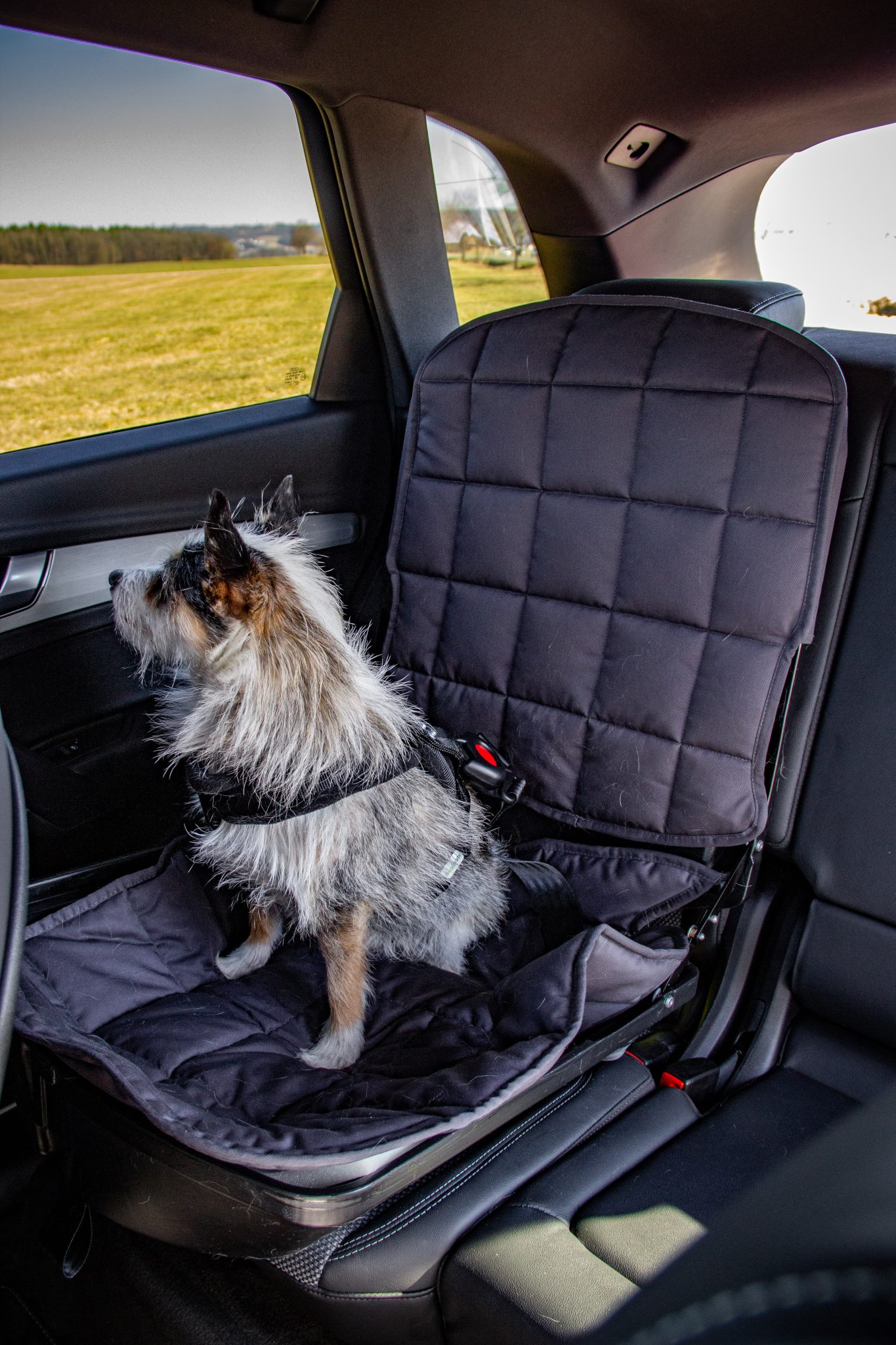 DoggySafe AutoHundesitz + Gurtsystem und Einlegedecke schwarz