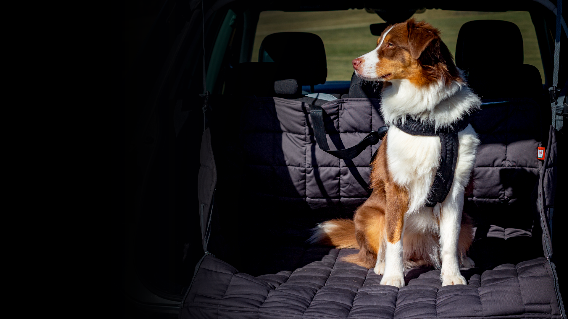 Kleinmetall Allsafe Hunde Sicherheitsgurt Anschnallgurt für Auto